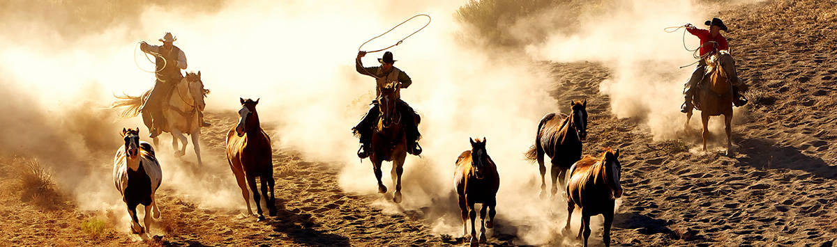 Cowboys,Chasing,Wilding,Horses.,Roping,And,Riding,,With,Dust,Flying
